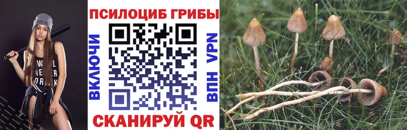 Псилоцибиновые грибы Cubensis  Тверь 